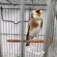 سهره نر|پرنده|رضوانشهر, |دیوار