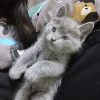 واگذاری بچه گربه|گربه|مشهد, شهرک امام هادی (شهرک غرب)|دیوار