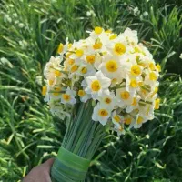 گل رز عمده  بسته بیستای1ملیون