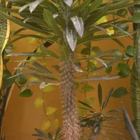 گل و گیاه|گل و گیاه طبیعی|پیشوا, |دیوار