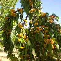 باغچه مناسب سرمایه گذاری و تفریح