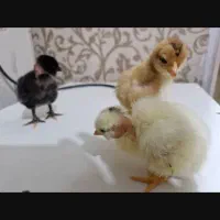جوجه|حیوانات مزرعه|بندر ماهشهر, |دیوار
