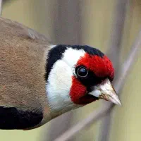 سهره پا سفید