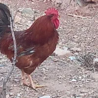 تعویض خروس ب