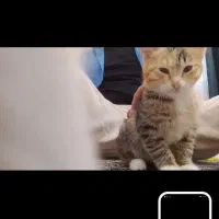 واگذاری بچه گربه|گربه|خوش‌رودپی, |دیوار