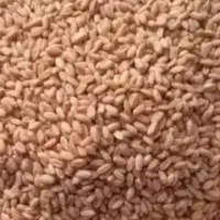 کریم و کو هدشت قاطی بوجار شده