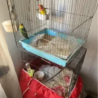 جفت طوطی برزیلی|پرنده|تهران, هفده شهریور|دیوار