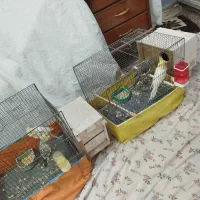 تعدادی عروس|پرنده|قم, نوبهار|دیوار