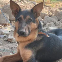 سگ ژرمن ۶ ماهه|سگ|باقرشهر, |دیوار