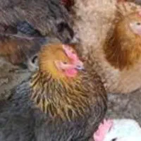 فروش مرغ تخمگذار