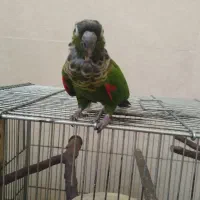 گرینچیک بلک کاپ|پرنده|شیراز, اکبر آباد|دیوار