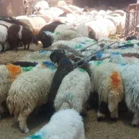گوسفند بره سبک بار جدید رسید