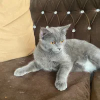 گربه ۴ ماهه