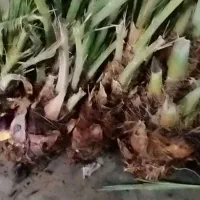 دمیت بجه نخل برهی بصری