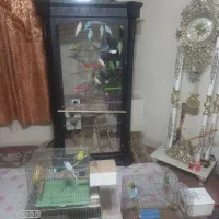 مرغ عشق کاملا سالم بازیگوش|پرنده|اصفهان, روشن‌دشت|دیوار