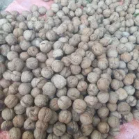 گردو کیلو ۵۰۰|حراج|دهدشت, |دیوار