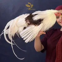 مرغ و خروس زینتی یوکاهاما یوکوهاما یوهاکاما