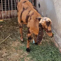 50ملیون هر سه تا|حیوانات مزرعه|سراوان, |دیوار