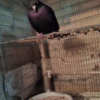 زاغ آبادانی