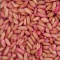 گندم بذری دیم باران روانسر