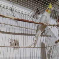 نر لوتینو کار داده