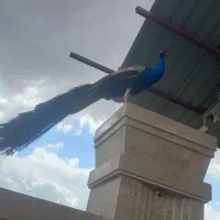 طاووس هندی نر  ۳ ساله