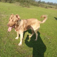 سگ سراب عراقی سرابی معاوضه باژرمن نر