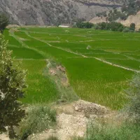 زمین-برنج-کاری