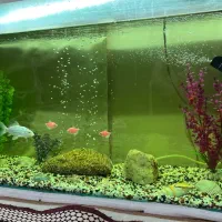 آکواریوم شیشه خم شرکتی|ماهی|قزوین, |دیوار