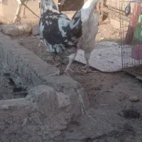 مرغ وخروس|حیوانات مزرعه|قم, ولیعصر|دیوار