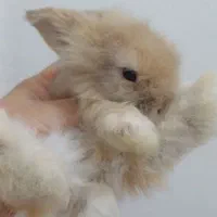 تعدادی بچه خرگوش لوپ ومینیاتوری تربیت شده|موش و خرگوش|مشهد, کارگران|دیوار