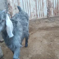 کهره ماده جفت دوقلو|حیوانات مزرعه|داراب, |دیوار