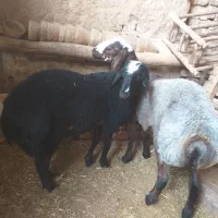 دوعددبره نرازقوچ هترو