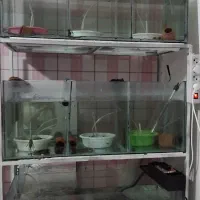 6عدد  آکواریوم کارگاهی،، سایز 100×40×40