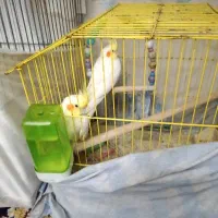 عروس هلندی مولد دوتاجوجه