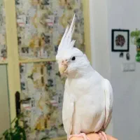 عروسی هلندی فروشی