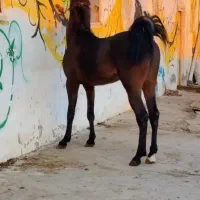 کره نریان از سیروان لارتی