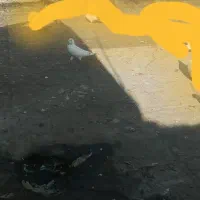 کفتر گمشده خالدار