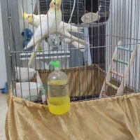 عروس‌هلندی،جفت‌ نر و ماده تخم‌گذار