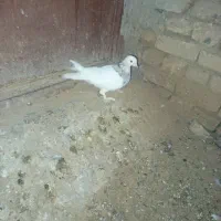نر طوق هفت رنگ|پرنده|بیرجند, |دیوار