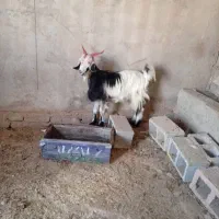 سه عدد بز|حیوانات مزرعه|مسجد سلیمان, |دیوار