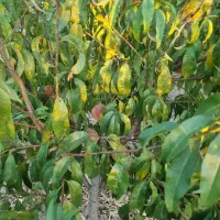 باغ در ارباتان مرند|فروش خانه و ویلا|یامچی, |دیوار