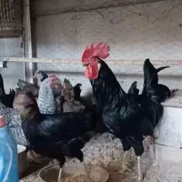 مرغ سیاه خروس