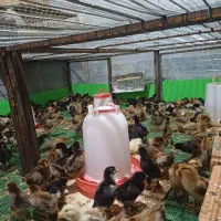 جوجه مرغ و خروس محلی گلپایگان