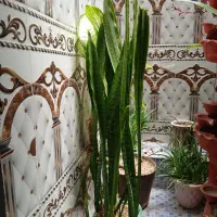 گل سانسوریا