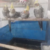 عروس هلندی ۲ ماهه|پرنده|فردیس, فردیس|دیوار