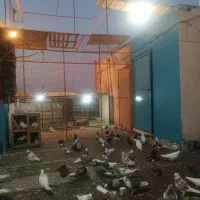 تعدادی کفتر با گنجه و خونه تور فروشی