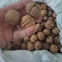 گردو تویسرکان