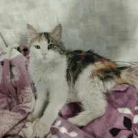 گربه واگذاری