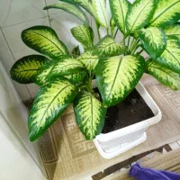 فروش گل طبیعی